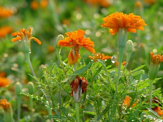 dsc00130