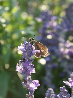 pict0029
