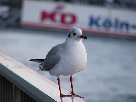p1000110