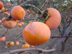 dsc00027