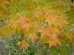 dsc00095