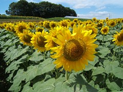 e510_dscf0087