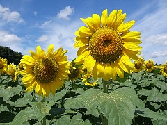 e550_dscf0106