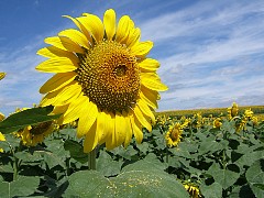 e550_dscf0109