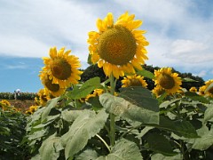 f440_dscf0097