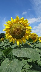 f810_dscf0077