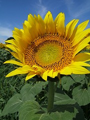 f810_dscf0093