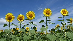 f810_dscf0104