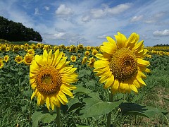 f810_dscf0113