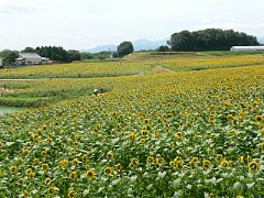 fz20_p1000633