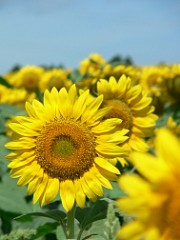 fz3_p1000253