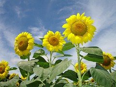 p150_dsc00156