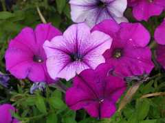 pict0497