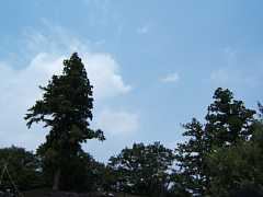 510_05std.jpg