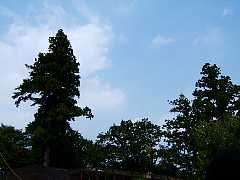 550_01f.jpg