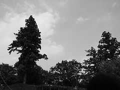 550_05m.jpg