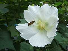 550_08b.jpg