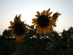 550_10a.jpg