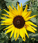 E550.jpg