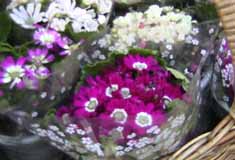 花2：接写