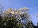 作例5