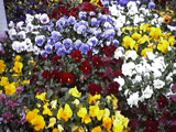 花1