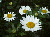 花2