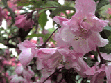 花その2