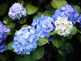 紫陽花