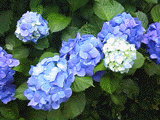 紫陽花