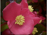 花アップ