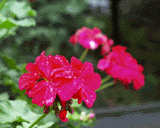 花アップ