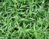 草