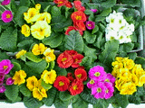 花壇