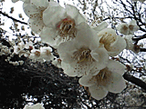 「PowerShot A5」