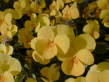 花壇