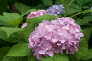 屋外で撮影　花3