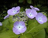 FinePix 500で撮影