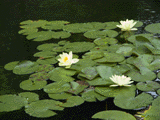 池